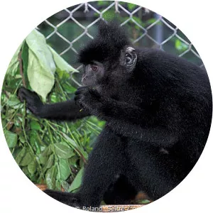 Indochinese black langur - 