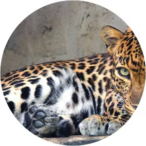 Indochinese leopard