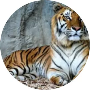 Indochinese tiger