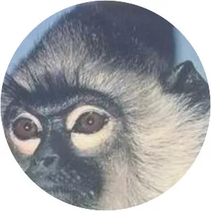 Indomalayan realm photograph