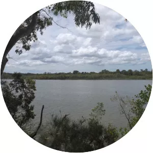 Indooroopilly Island Conservation Park - Island in Indooroopilly, Australia