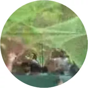 Indrapest - Musical artist