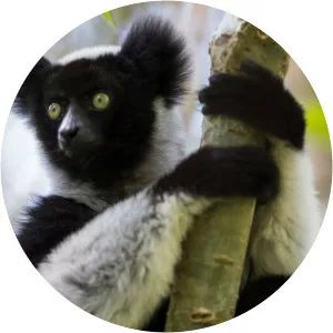Indri - Primate