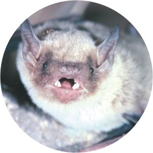 Inland broad-nosed bat - Animal
