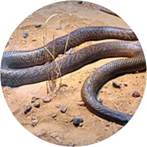 Inland taipan