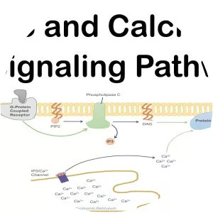 Inositol trisphosphate - 