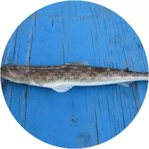 Inshore lizardfish