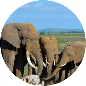 Inside the Animal Mind - TV program