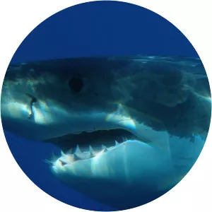 Inside the Perfect PredatorSince 2010