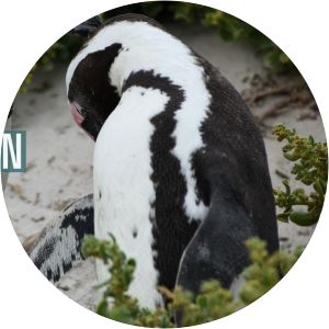 Institute for Democratic Alternatives in South Africa