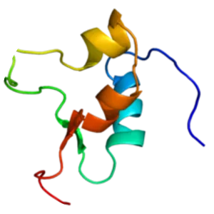 Insulin-like growth factor 2 - Protein
