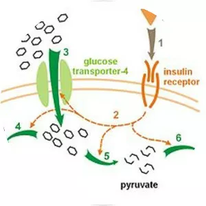 Insulin receptor - 