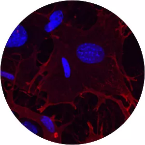 Integrin alpha 11 - Protein