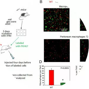 Integrin alpha D - Protein