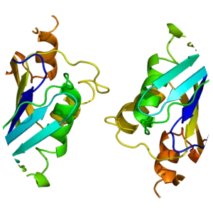 Integrin alpha M