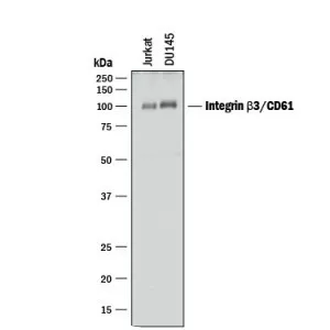 Integrin beta 3 - Protein