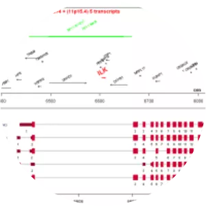 Integrin-linked kinase