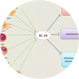 Interleukin 10 - 