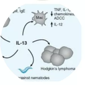 Interleukin 13