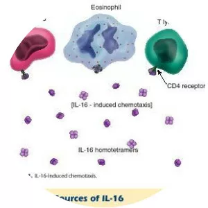 Interleukin 16 - Protein