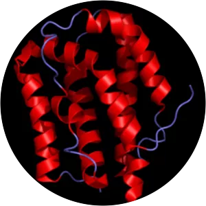 Interleukin 19 - Protein