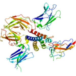 Interleukin-7 receptor - Protein