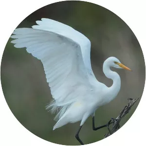 Intermediate egret