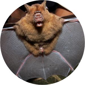 Intermediate roundleaf bat photograph