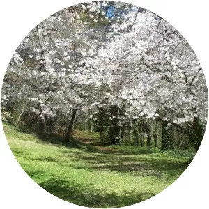 International Cherry Blossom Festival - 