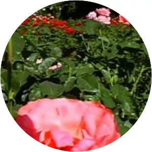 International Rose Test Garden