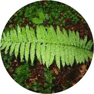 Interrupted Fern - Plants