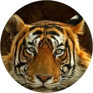 Into The Wild India - TV program