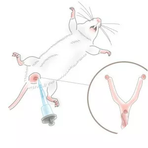 Intravaginal administration - 