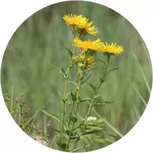 Inula britannica