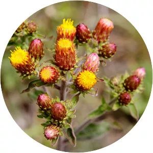 Inula conyza