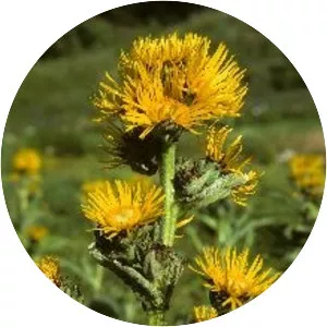 Inula