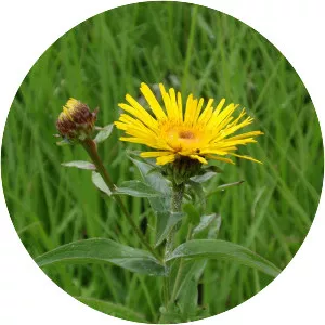 Inula salicina