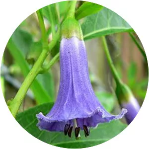 Iochroma australe