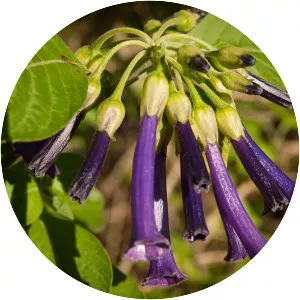 Iochroma cyaneum - 