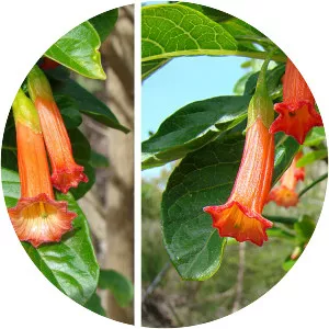 Iochroma fuchsioides - 