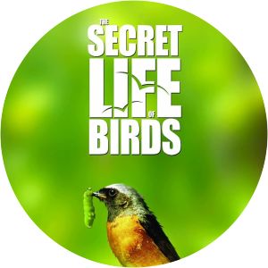 Iolo's Secret Life of Birds