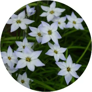 Ipheion uniflorum