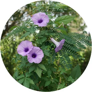 Ipomoea cairica