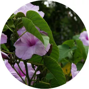 Ipomoea carnea