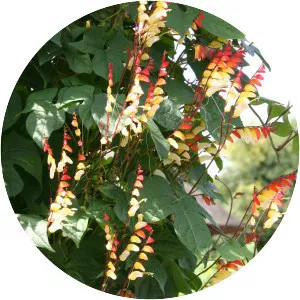 Ipomoea lobata