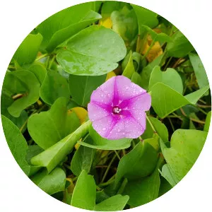 Ipomoea pes-caprae