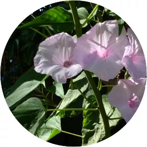 Ipomoea