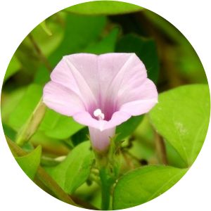 Ipomoea triloba