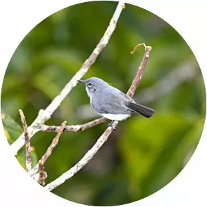 Iquitos gnatcatcher