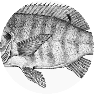 Iranocichla hormuzensis